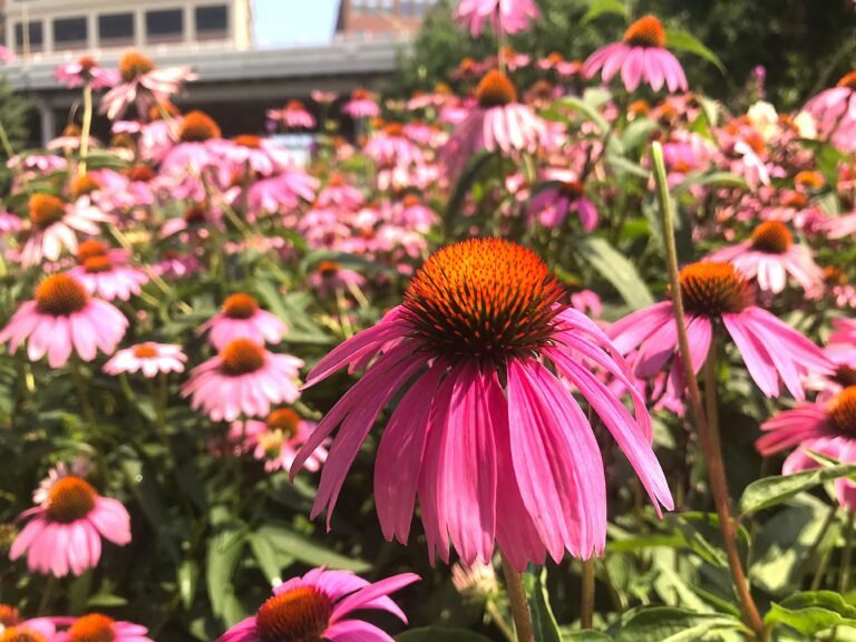 Pink Coneflower