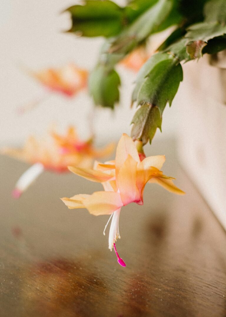 Christmas Cactus