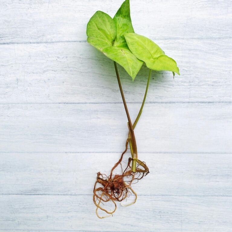 Syngonium Pink Allusion