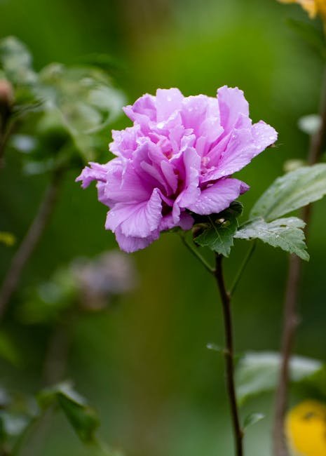 Rose of Sharon
