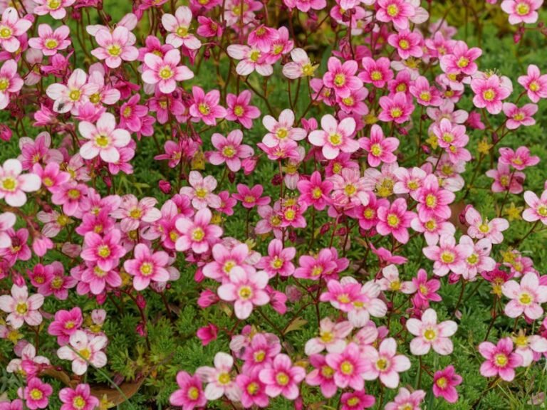 Pet-Safe Pink Plants