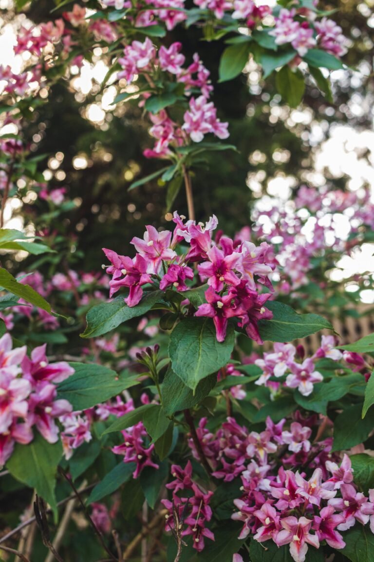Weigela