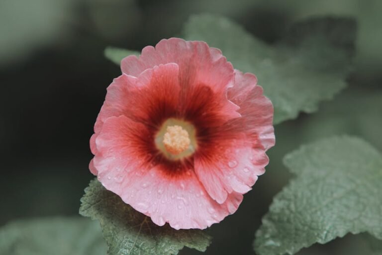 Hollyhock (pink cultivars)
