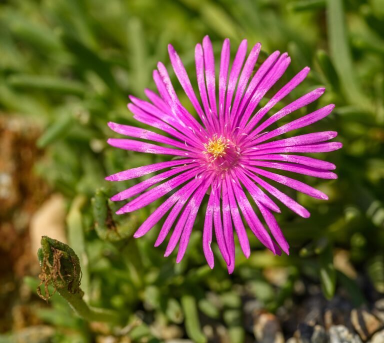 Hardy Ice Plant