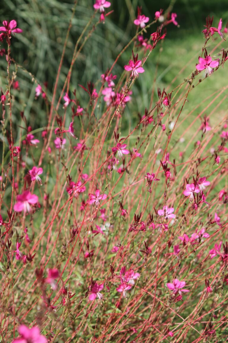 Pink Gaura