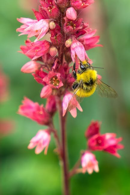 Strawberry begonia (pink flowers)