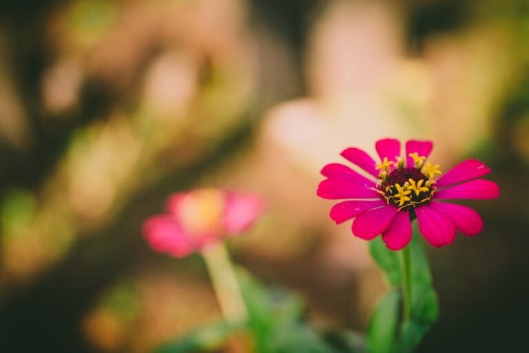 Easy-to-Grow Flowers