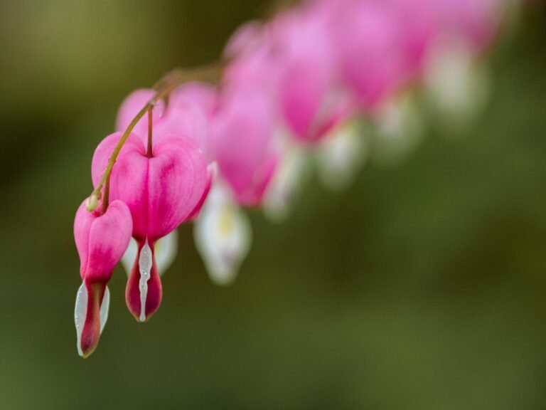 Bleeding Heart