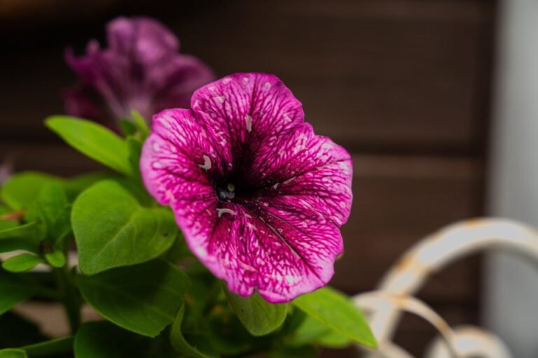 Fuchsia (pink varieties)