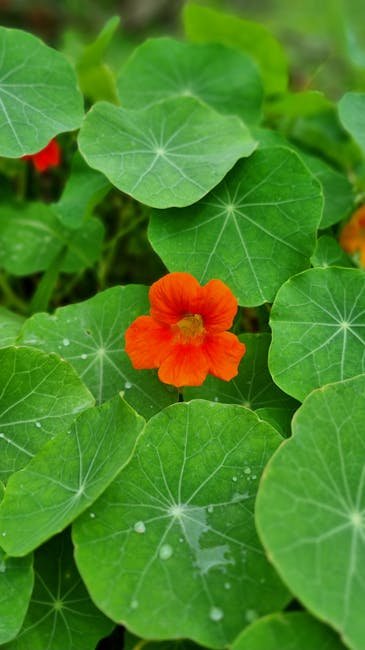 Nasturtium (pink varieties)