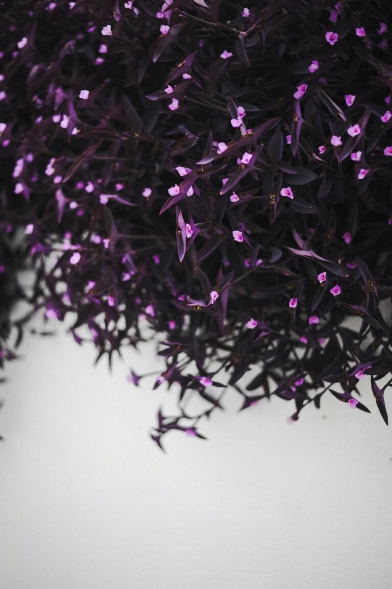 Tradescantia Spathacea Tricolor