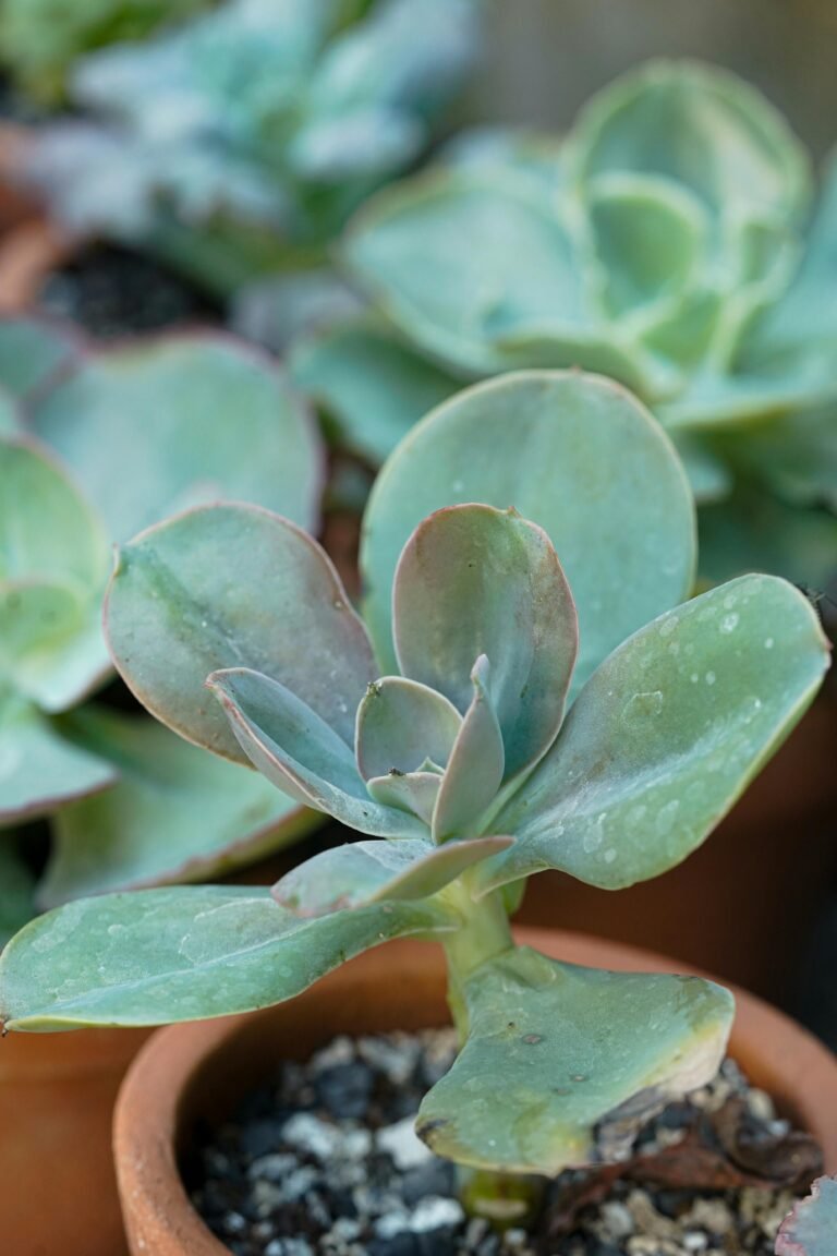 Ghost Plant