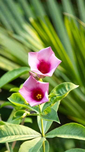 Mandevilla (pink)
