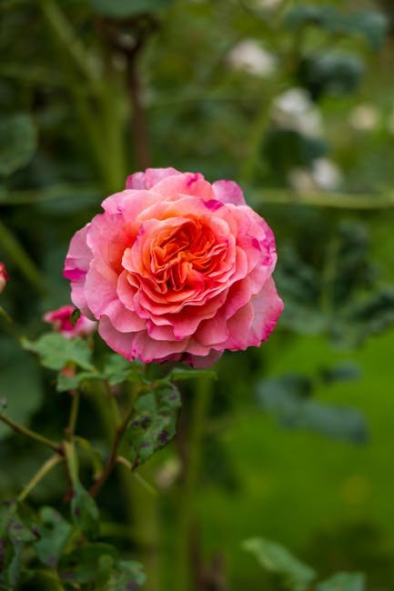 Cardinal flower (pink forms)