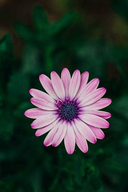 Barbarella pink daisy