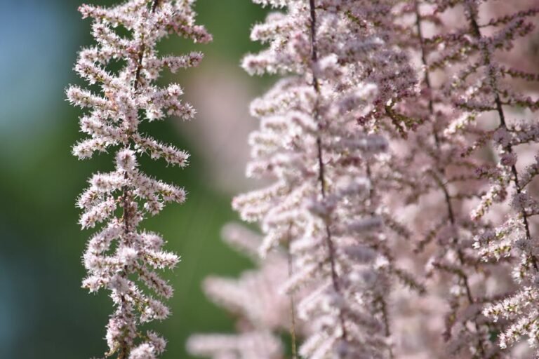 Astilbe