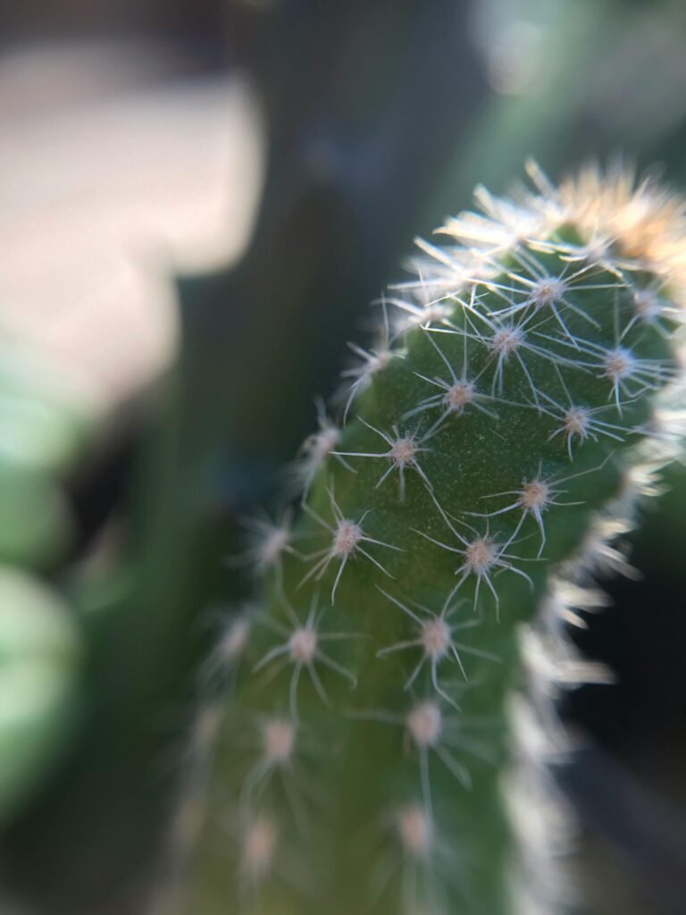 Peanut Cactus