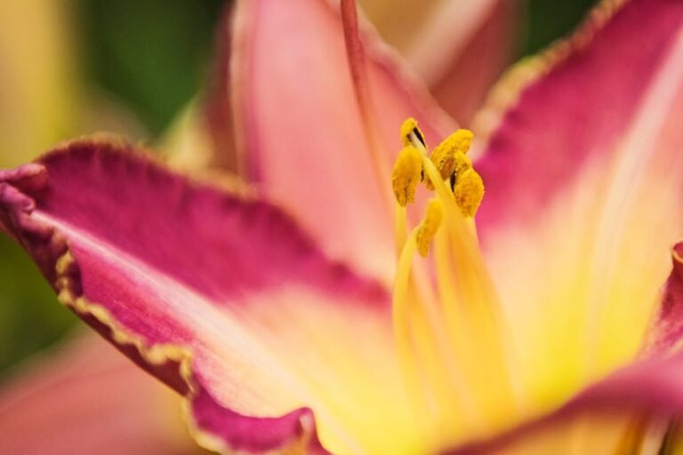 Daylily (pink varieties)