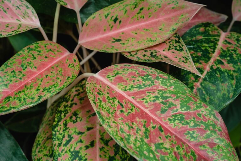 Aglaonema Lady Valentine