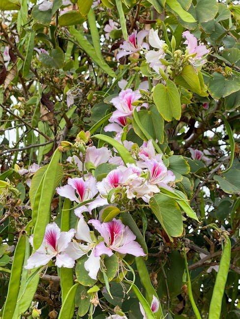 Orchid tree (pink)