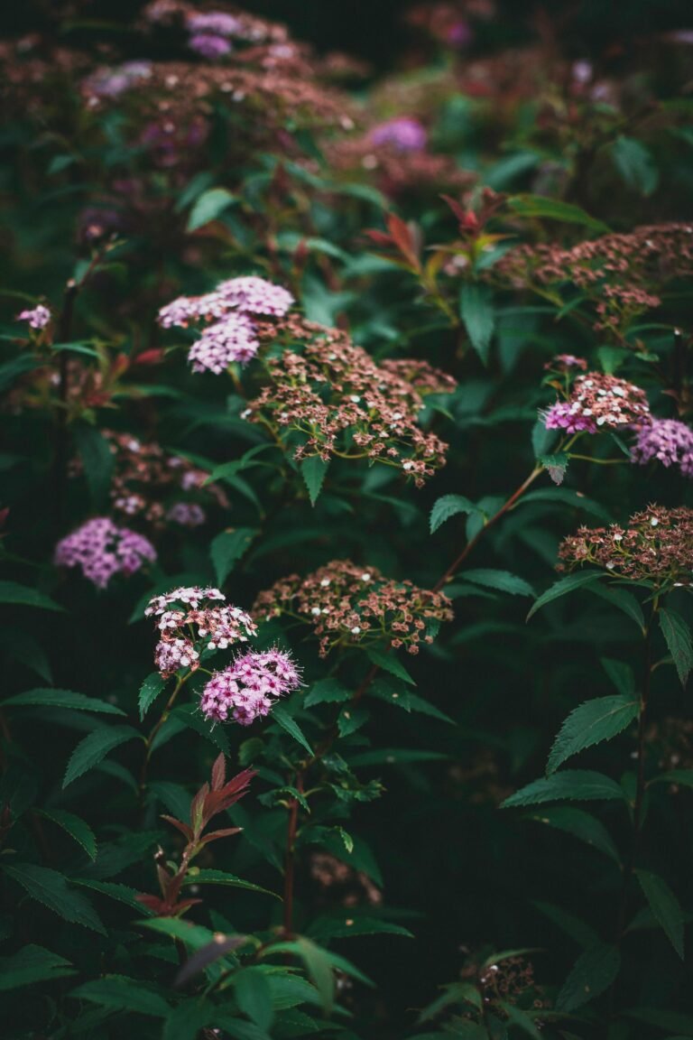 Spirea