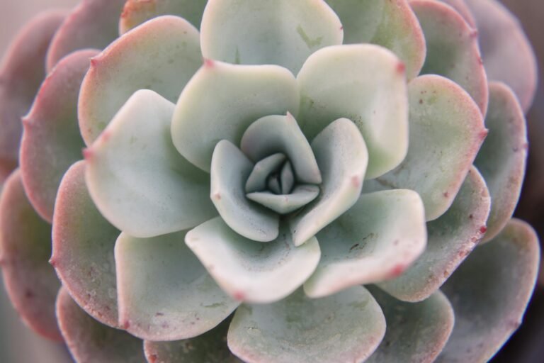 Echeveria Perle von Nurnberg