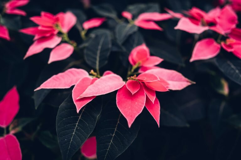 Poinsettia