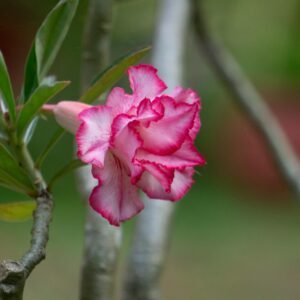 pexels-rohit-george-1141376880-32054697