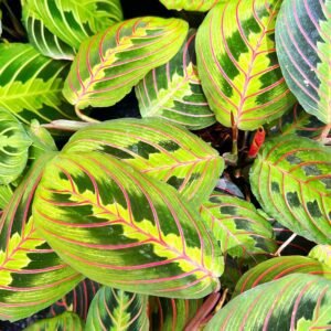 pexels-saleh-almawed-828527299-32980736