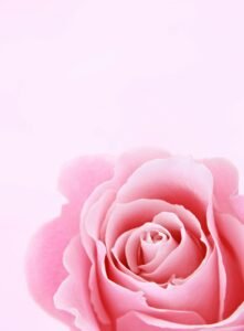 An image of Pink Rose — elegant pink blooms symbolizing love and grace, popular in gardens and bouquets worldwide.
