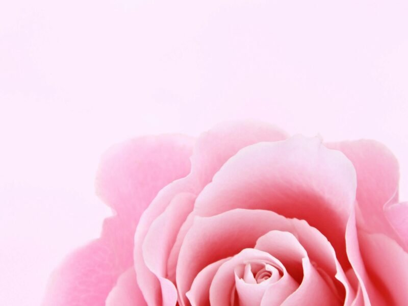 An image of Pink Rose — elegant pink blooms symbolizing love and grace, popular in gardens and bouquets worldwide.