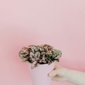 pexels-tara-winstead-7663286