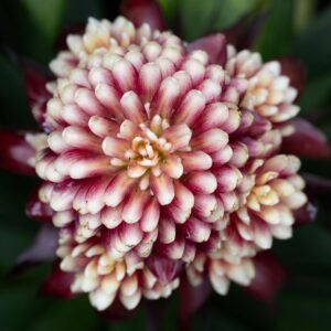 pexels-tobias-hadjioannou