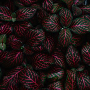 pexels-veronica-1074900-5495412