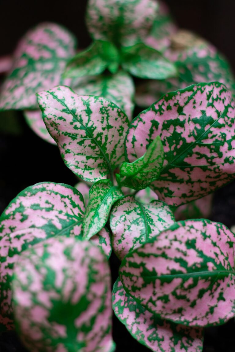 Pink Polka Dot Plant