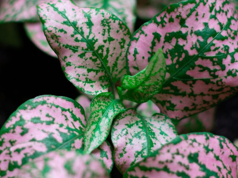 pexels-victorcandiani-6134816