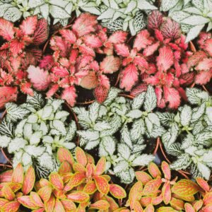Fittonia