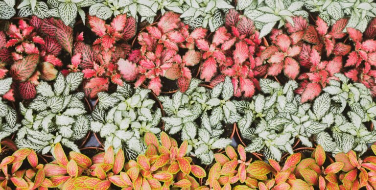 Vibrant Pink Foliage
