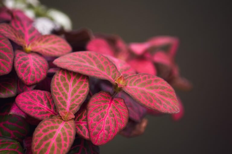Fittonia Pink Angel